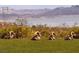 Four Desert Bighorn Sheep are resting on grassy field, with the view of mountains and a lake in the background at 217 Big Horn Dr # 3, Boulder City, NV 89005