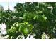 Close-up of a lush fruit tree with vibrant green leaves, adding natural beauty to the landscape at 1382 N Trout Canyon Rd, Las Vegas, NV 89124