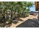 Backyard featuring mature trees, and a storage shed at 2204 Monterey Ave, Las Vegas, NV 89104
