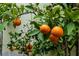 Abundant orange tree with lush green leaves bearing ripe fruit, adding charm to the landscape at 2706 Colanthe Ave, Las Vegas, NV 89102