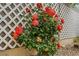 Close-up of a beautiful rose bush with vibrant orange and red blooms against a white fence at 2706 Colanthe Ave, Las Vegas, NV 89102