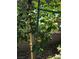 Enjoy fresh backyard fruit trees including delicious fuji apples at 319 Fox Lake Ave, Las Vegas, NV 89148