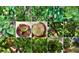 Enjoy fresh backyard fruit trees including peaches, nectarines, and more at 319 Fox Lake Ave, Las Vegas, NV 89148