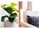 Bright indoor plant adds a touch of greenery and freshness to the living space at 4381 W Flamingo Rd # 1809, Las Vegas, NV 89103
