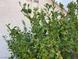 Close up image of leafy green tree at 436 Pumpkin Way, Henderson, NV 89015