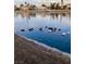 A large group of ducks enjoying a relaxing day in the pond at 2608 Port Of Call Dr, Las Vegas, NV 89128
