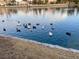 Picture of many ducks enjoying the waters of a large pond at 2608 Port Of Call Dr, Las Vegas, NV 89128