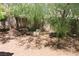 A spacious backyard featuring desert landscaping, a block wall, and a small cactus garden at 932 Tafalla Ct, Las Vegas, NV 89138