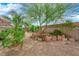 Tranquil backyard with beautiful green landscaping, trees, gravel, rock and plants at 6781 Alpine Brooks Ave, Las Vegas, NV 89130