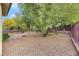 Desert landscaped backyard with trees and a fenced border at 2969 Sumter Valley Cir, Henderson, NV 89052
