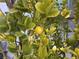 Close-up of a lemon tree with vibrant green leaves and ripe yellow lemons at 5 Clear Crossing Trl, Henderson, NV 89052