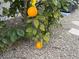View of an orange tree with ripe oranges among green leaves, nestled on a gravel base at 5 Clear Crossing Trl, Henderson, NV 89052