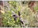 Bird perched in tree with fruit, enjoying the bounty of the lush surroundings at 4578 Yellow Pine Ave, Mount Charleston, NV 89124