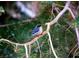 Charming image of a bird perched on a tree branch, showcasing the local wildlife at 4578 Yellow Pine Ave, Mount Charleston, NV 89124