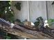 Cute squirrel sitting on a log, adding to the natural charm of the property at 4578 Yellow Pine Ave, Mount Charleston, NV 89124