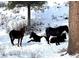 Three horses laying or standing in the snow on a cold winter day at 4578 Yellow Pine Ave, Mount Charleston, NV 89124