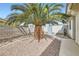 Low maintenance side yard featuring a mature shade palm tree at 1252 N Sloan Ln, Las Vegas, NV 89110