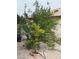 Low-maintenance desert landscaping surrounds a young tree in the backyard, offering a peaceful outdoor setting at 1286 N Sloan Ln, Las Vegas, NV 89110