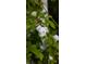 Close-up shot capturing the delicate beauty of a single white rose and vibrant green leaves at 1309 Reisling Ct, Las Vegas, NV 89144