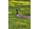 A mallard drake and hen sit near each other in the green grass at 5150 S Jones Blvd # 105, Las Vegas, NV 89118