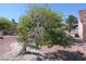 Home features desert landscaping, gravel, and a diverse array of bushes, trees, and cacti at 9917 Arbuckle Dr, Las Vegas, NV 89134