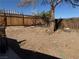 Backyard with dirt ground, debris, green hose, wood fence and a tree with cut branches at 1305 Shenandoah St, Boulder City, NV 89005