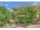 Lush landscaping with a variety of plants and shrubs, creating a serene outdoor space at 8945 S Tenaya Way, Las Vegas, NV 89113