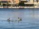 Water view featuring a Gathering of geese enjoying the lake, showcasing the tranquil community at 3024 Pismo Beach Dr, Las Vegas, NV 89128
