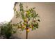 Charming lemon tree in a sunlit garden, adding a touch of nature to the landscape at 11990 Montague St, Las Vegas, NV 89138