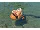 Duck swimming in a pond, a peaceful view at 3061 Waterside Cir, Las Vegas, NV 89117
