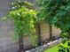 Grape vines growing next to a fig tree, adding natural beauty and potential harvest at 10013 Scenic Walk Ave, Las Vegas, NV 89149
