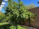 Lush backyard showcasing mature trees and manicured lawn, creating a serene and private outdoor space at 10013 Scenic Walk Ave, Las Vegas, NV 89149