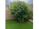 Lush, mature tree offering shade and privacy in the backyard, surrounded by green artificial turf at 10013 Scenic Walk Ave, Las Vegas, NV 89149