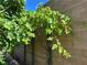 Backyard featuring a grape vine and fig tree, adding natural beauty and potential harvest at 10013 Scenic Walk Ave, Las Vegas, NV 89149