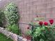 Climbing jasmine and vibrant red roses add beauty to this backyard, enhancing privacy at 10013 Scenic Walk Ave, Las Vegas, NV 89149