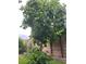 Fig tree growing against brick wall in the backyard, perfect for providing shade and fresh figs at 10013 Scenic Walk Ave, Las Vegas, NV 89149