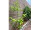 A lush lemon tree against a brick wall adds a touch of greenery to the backyard at 10013 Scenic Walk Ave, Las Vegas, NV 89149
