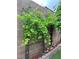 Healthy grapevine climbing a backyard wall, providing shade and a touch of rustic charm at 10013 Scenic Walk Ave, Las Vegas, NV 89149