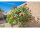 A red rose bush growing against a block wall, with greenery and gravel completing the picturesque garden at 10126 Cliff Dwellings Ave, Las Vegas, NV 89178
