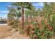 Backyard border with mature landscaping featuring palm trees, flowering shrubs and a view of fenced yard at 5889 Taylor Valley Ave, Las Vegas, NV 89131