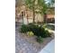 Landscaped front yard featuring trees, bushes and decorative rock at 8111 Switchback Run St, Las Vegas, NV 89166