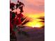 Enjoy radiant sunsets over the desert mountains with red flowers silhouetted in the foreground at 3740 Desert Marina Dr # 11, Laughlin, NV 89029