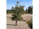 Land for sale with mature trees at 3029 Frigate Way, North Las Vegas, NV 89084