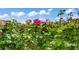 Close-up shot of a vibrant pink rose bush with lush green foliage against a blue sky, adding natural beauty at 5609 Red Bluff Dr, Las Vegas, NV 89130