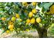 Image of a lemon tree full of ripe, yellow lemons, promising fresh citrus right from your own backyard at 3221 Palmdesert Way, Las Vegas, NV 89120
