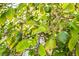 Lemon tree laden with ripe fruit in the garden at 1508 Silver Knoll Ave, Las Vegas, NV 89123