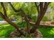Backyard with a shady tree, a hanging seat, patio furniture, and landscaped retaining wall at 1925 Grey Eagle St, Henderson, NV 89074