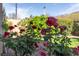 Close-up shot of vibrant roses in a well-maintained backyard garden at 2554 Braehead Ln, Henderson, NV 89044
