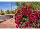 Close-up of vibrant red roses in a beautiful backyard landscape at 2554 Braehead Ln, Henderson, NV 89044