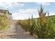 Backyard featuring gravel, privacy greenery, desert plants, and a concrete block wall at 354 Spotted Dove St, Las Vegas, NV 89138